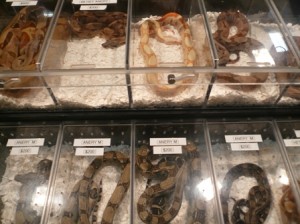 P1060931