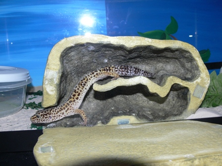Gizmo actually uses his Exo Terra Reptile Den!