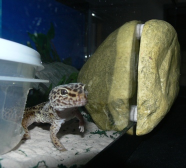 Gizmo loves his reptile den, felt pads and all!