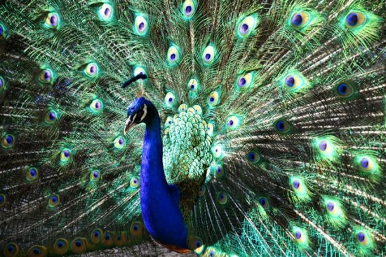 Peacock True Colors