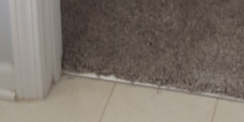 Thumbnail for Hard Floor To Carpet Transitions Maintenance